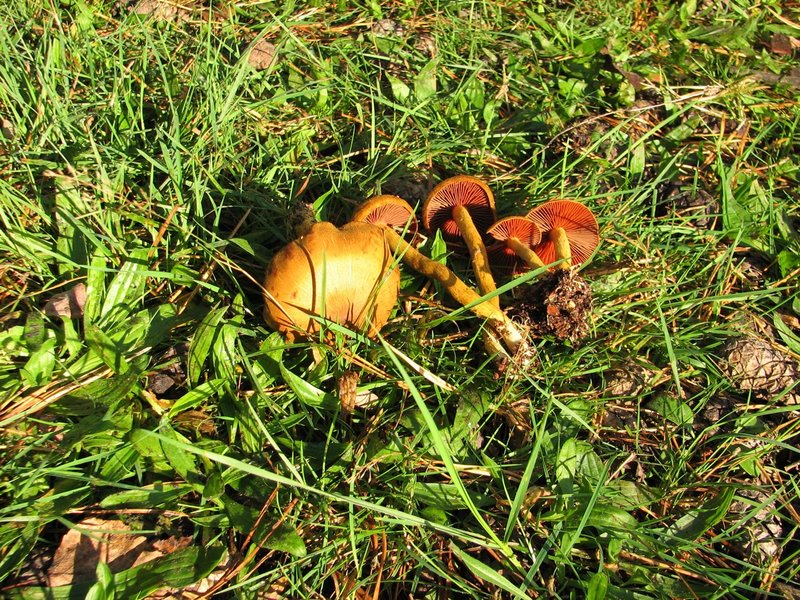 Cortinarius semisanguineus